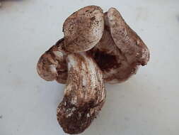 Image of Tricholoma populinum J. E. Lange 1933