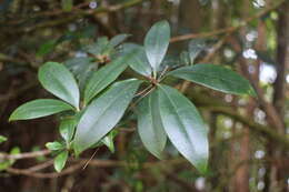 Image of Skimmia