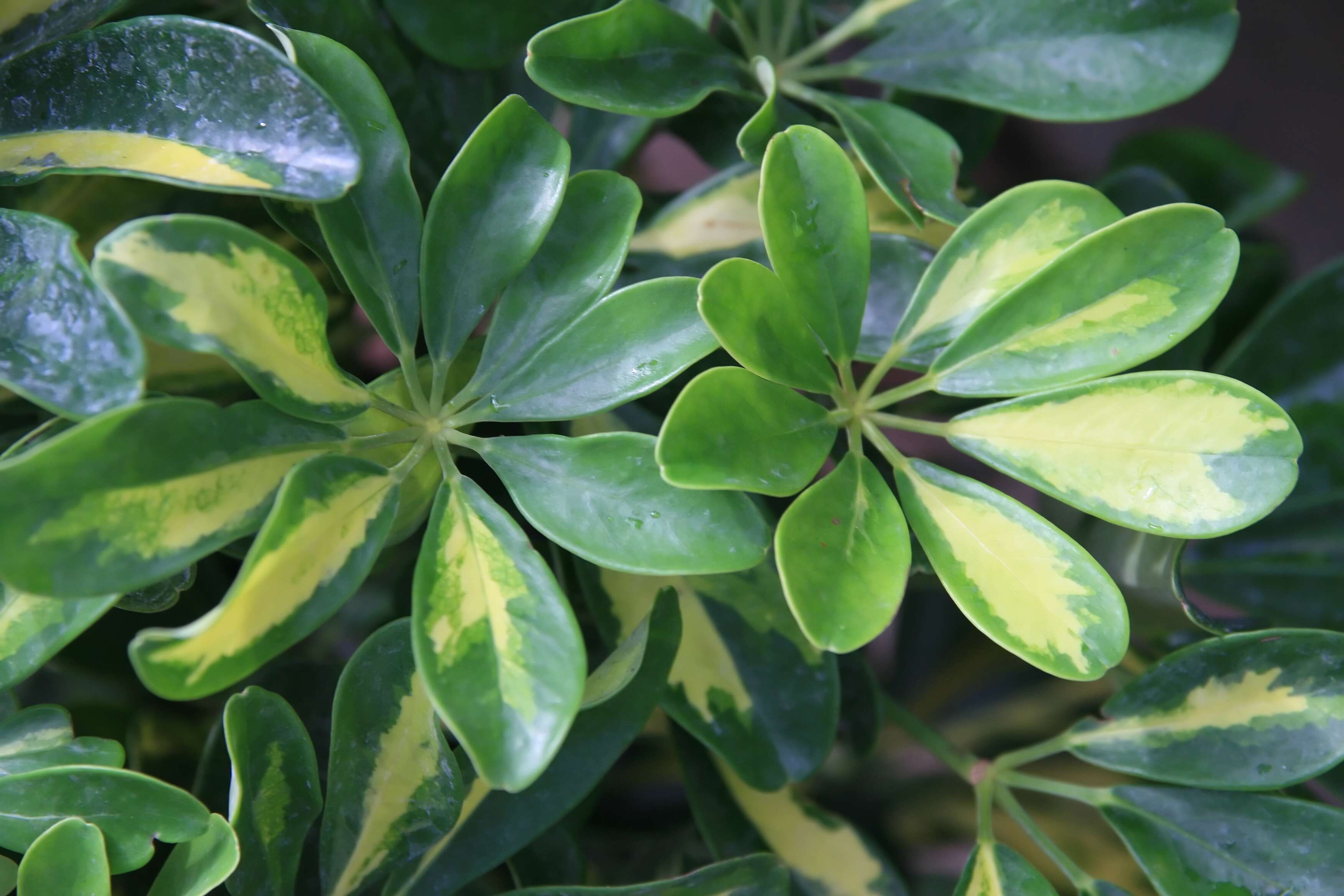 Image of Dwarf Umbrella Tree