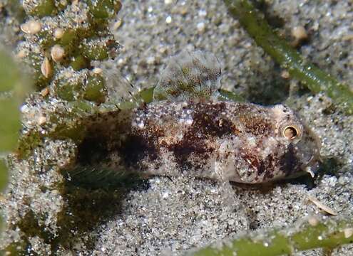 Image of Yoshino&#39;s goby