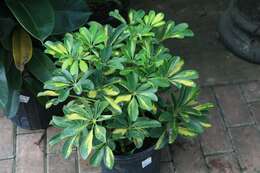 Image of Dwarf Umbrella Tree