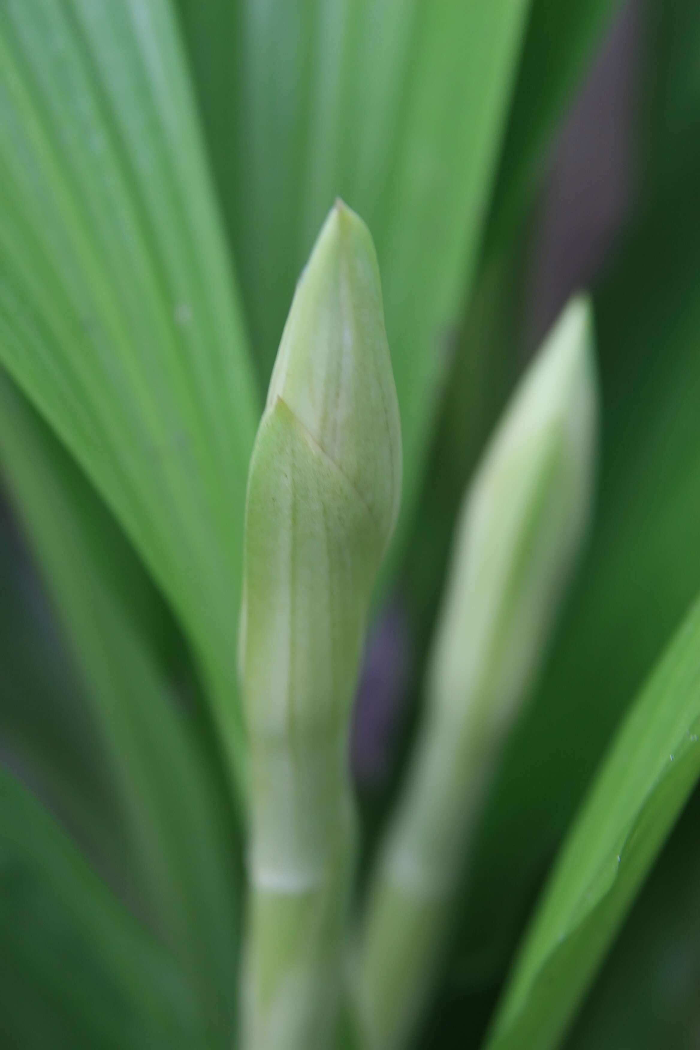 Image of Swamp orchid