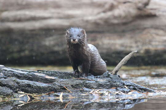 Image of European Mink