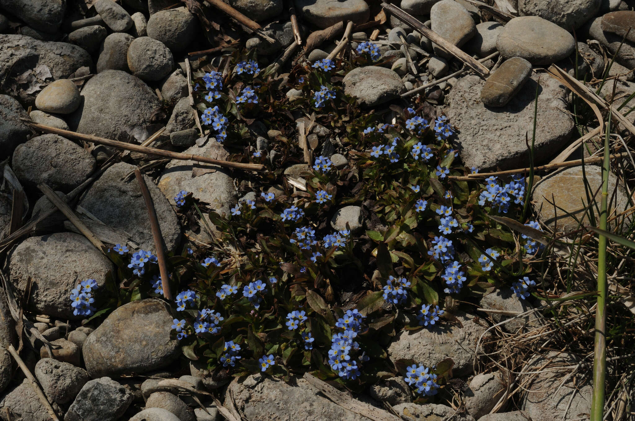 Image of Myosotis rehsteineri Warten.