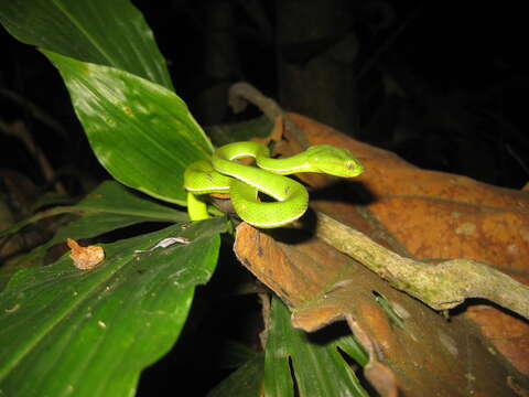 Image of Hagen’s pitviper