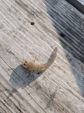 Image of monkey goby