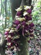 Imagem de Mucuna macrocarpa Wall.