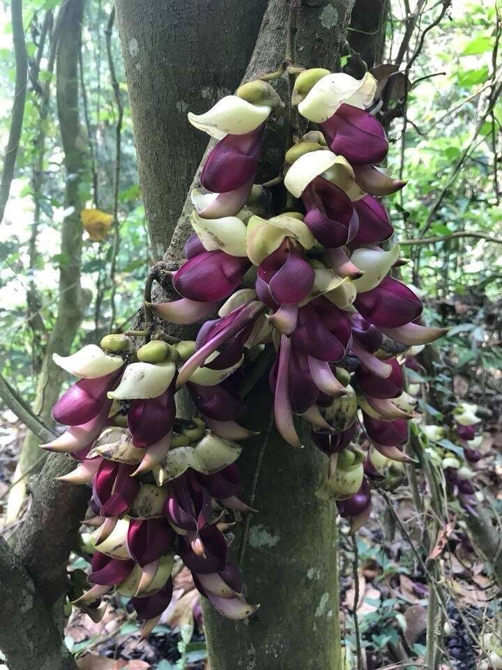 Imagem de Mucuna macrocarpa Wall.