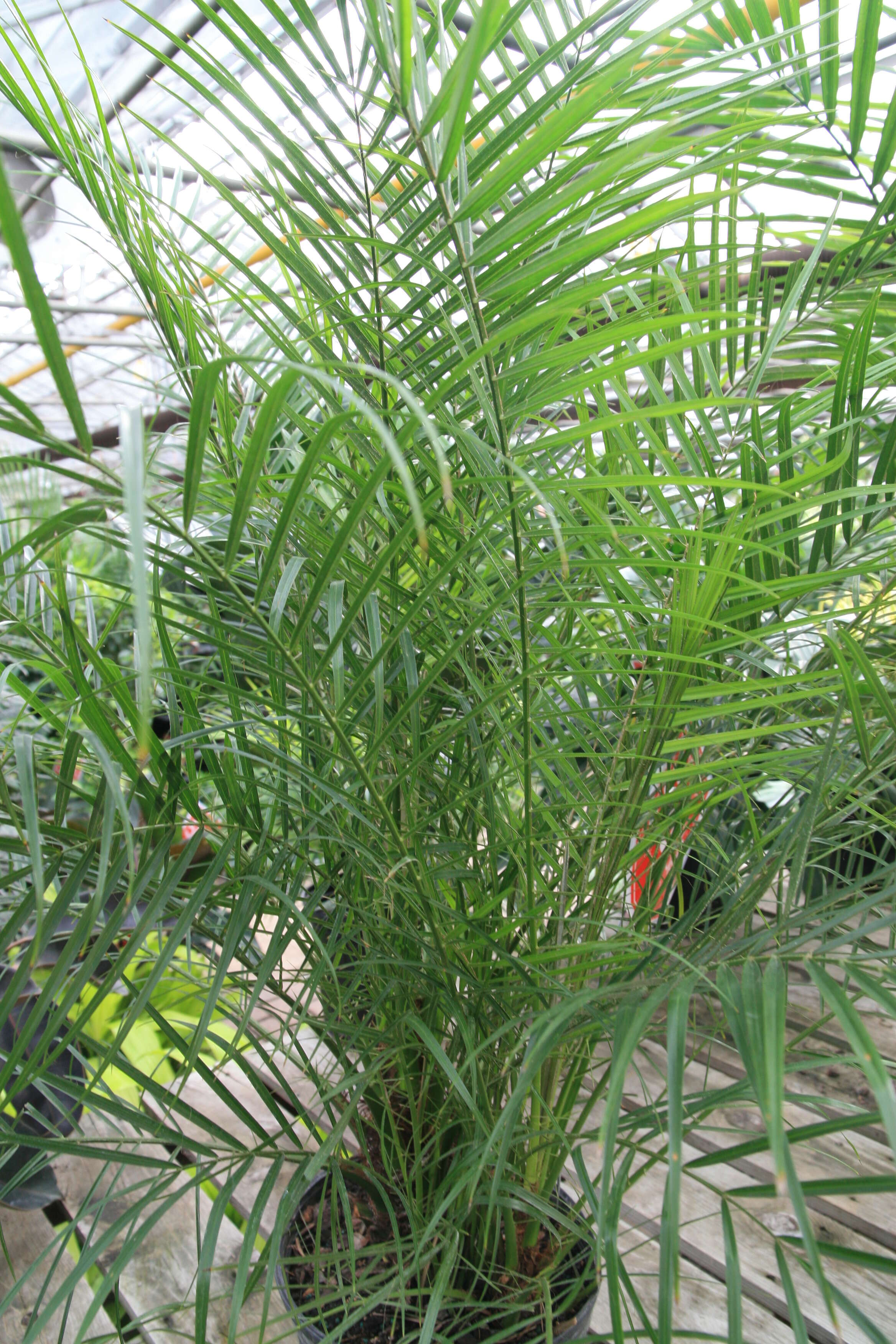 Image of pygmy date palm