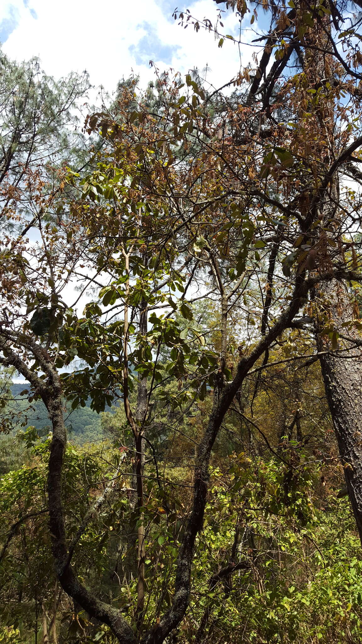 Imagem de Quercus candicans Née