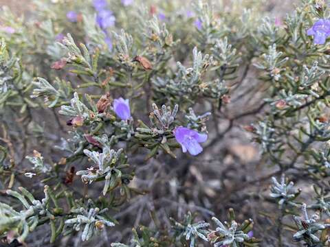 Image of Eremophila caerulea (S. Moore) Diels