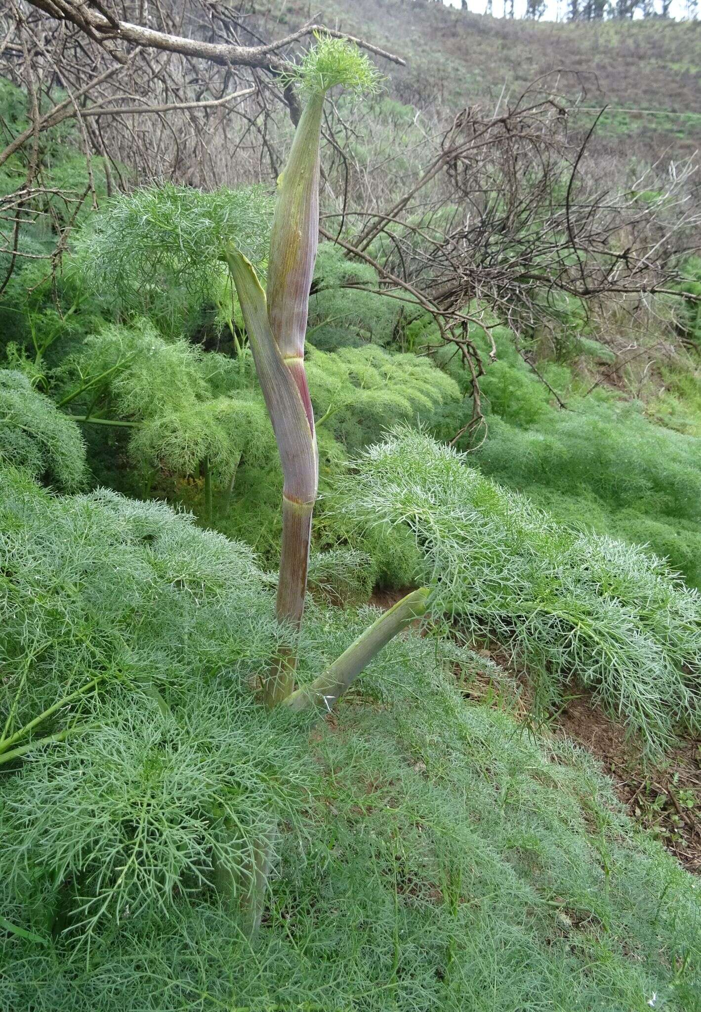 Image of Ferula communis subsp. linkii (Webb) Reduron & Dobignard