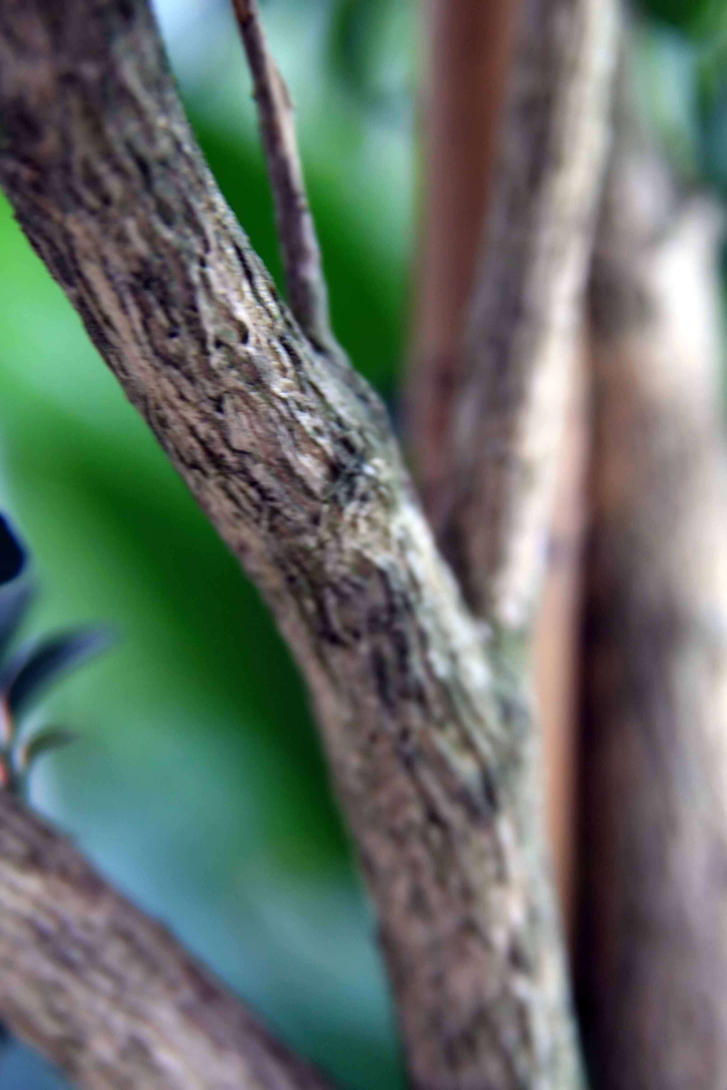 Image de Murraya paniculata (L.) Jacq.