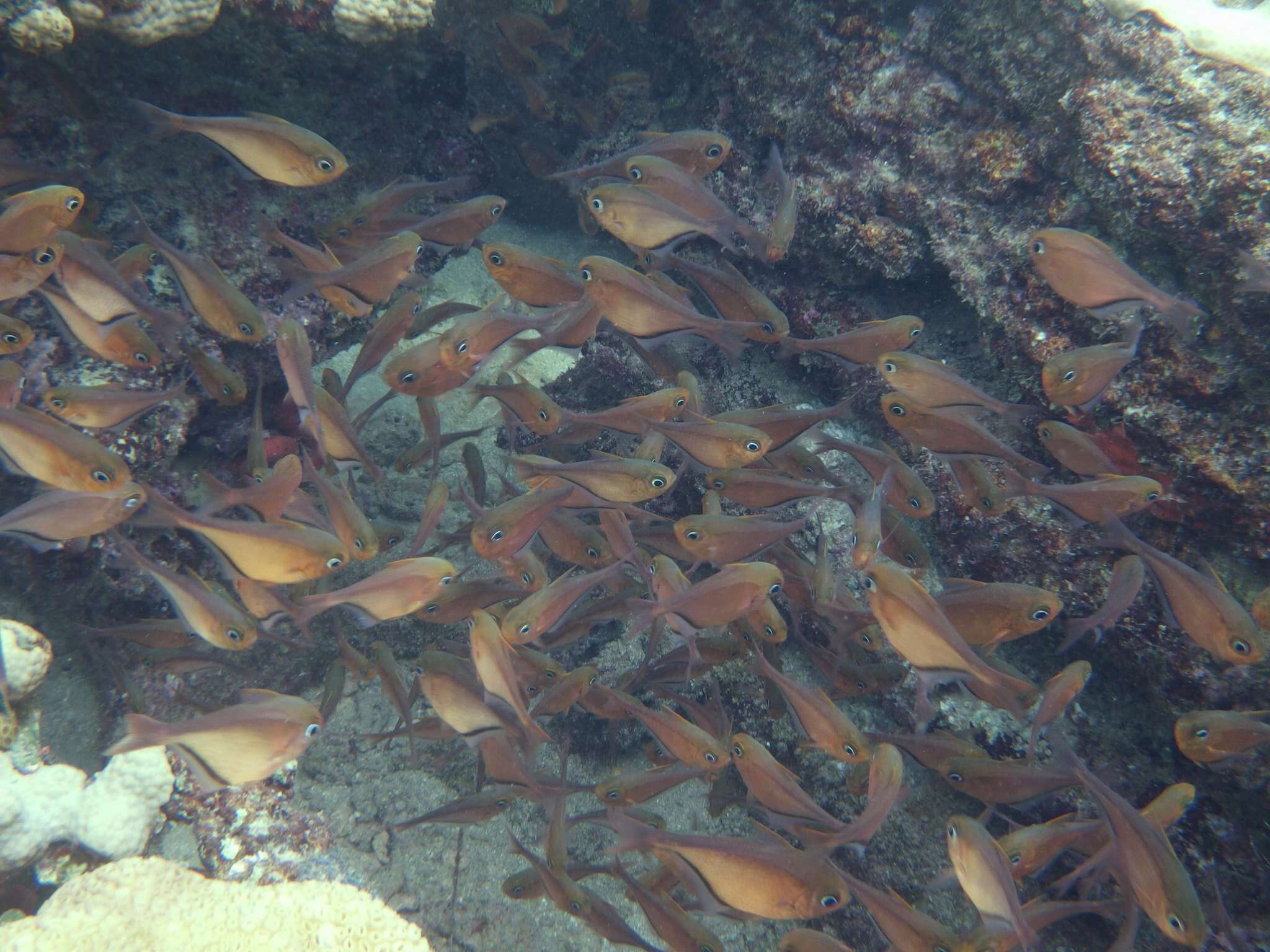 Image of Copper sweeper