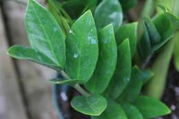 Imagem de Zamioculcas zamiifolia (G. Lodd.) Engl.