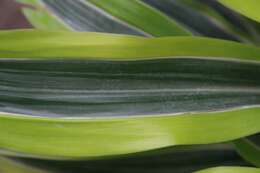 Image of fragrant dracaena