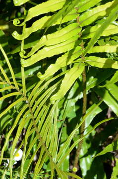 Image of Parablechnum triangularifolium (T. C. Chambers & P. A. Farrant) Gasper & Salino