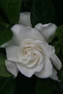 Image of Cape jasmine