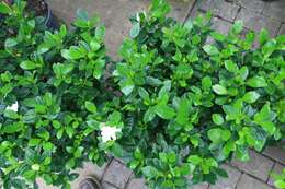 Image of Cape jasmine