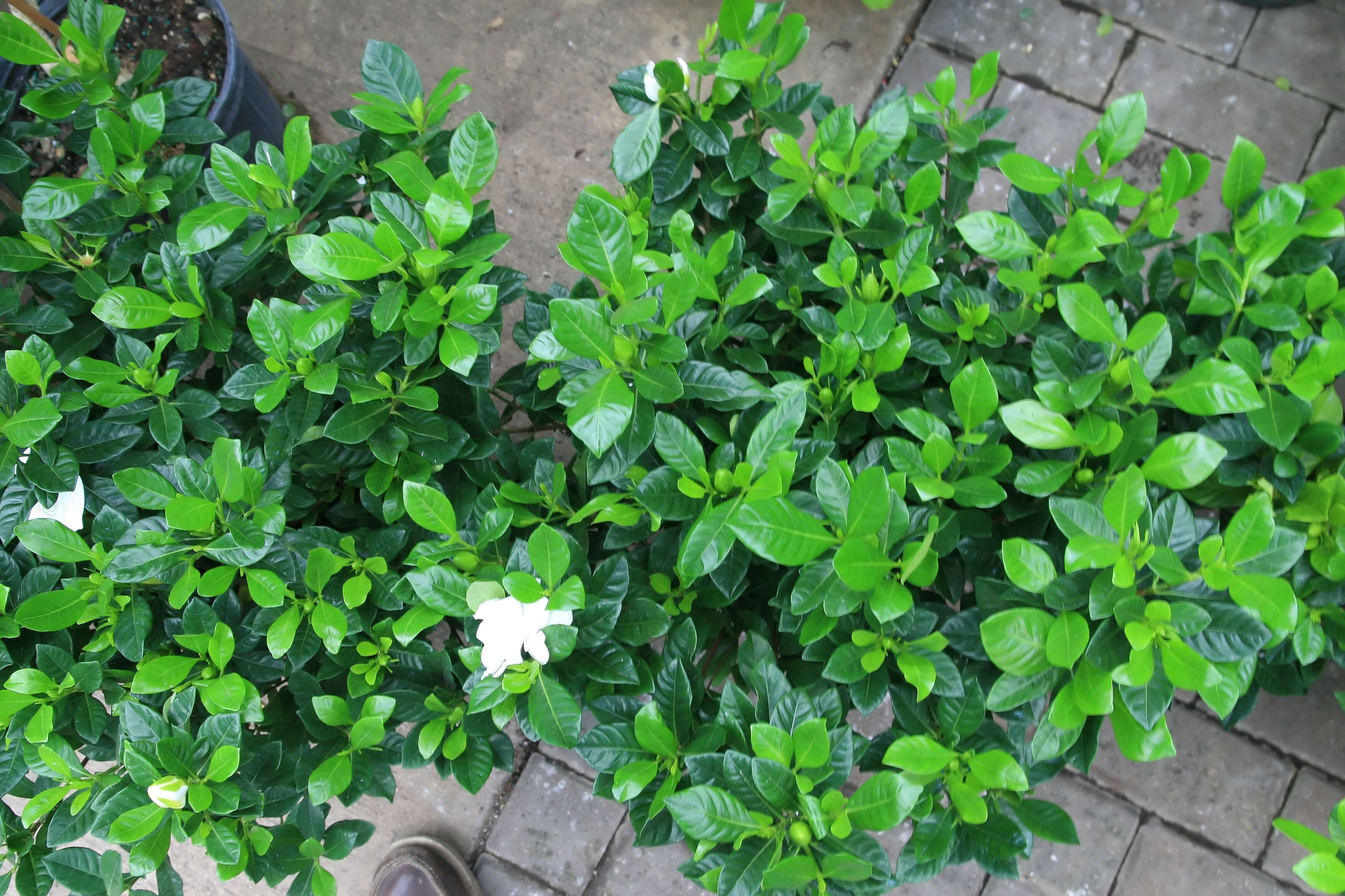 Image of Cape jasmine