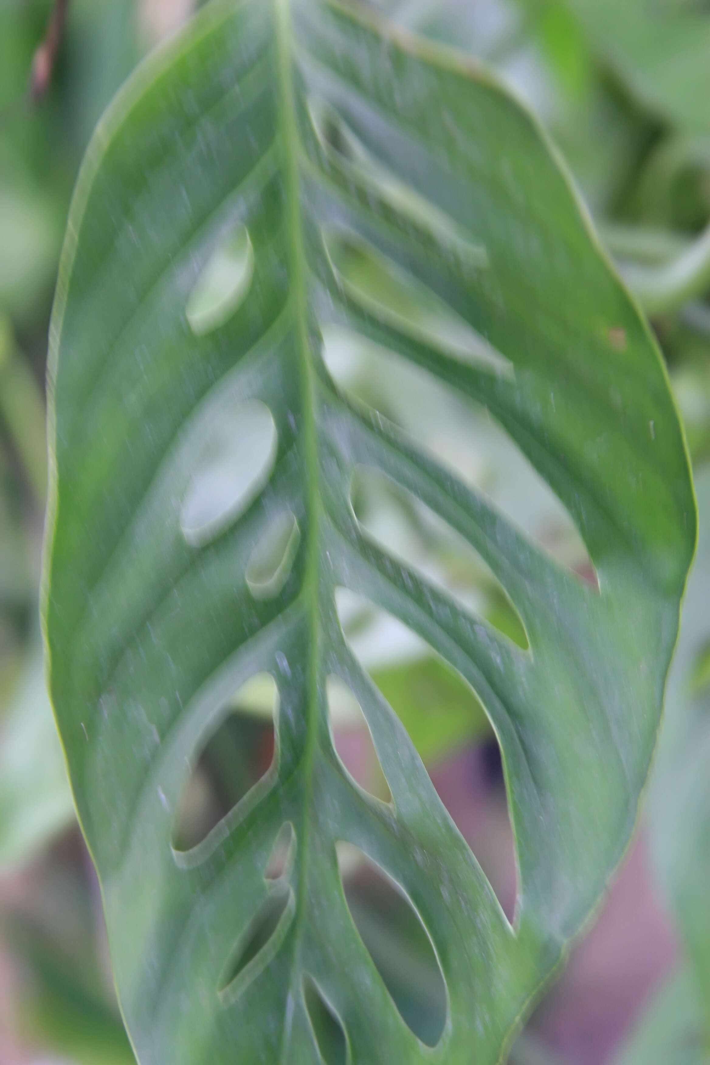 Image of Adanson's monstera