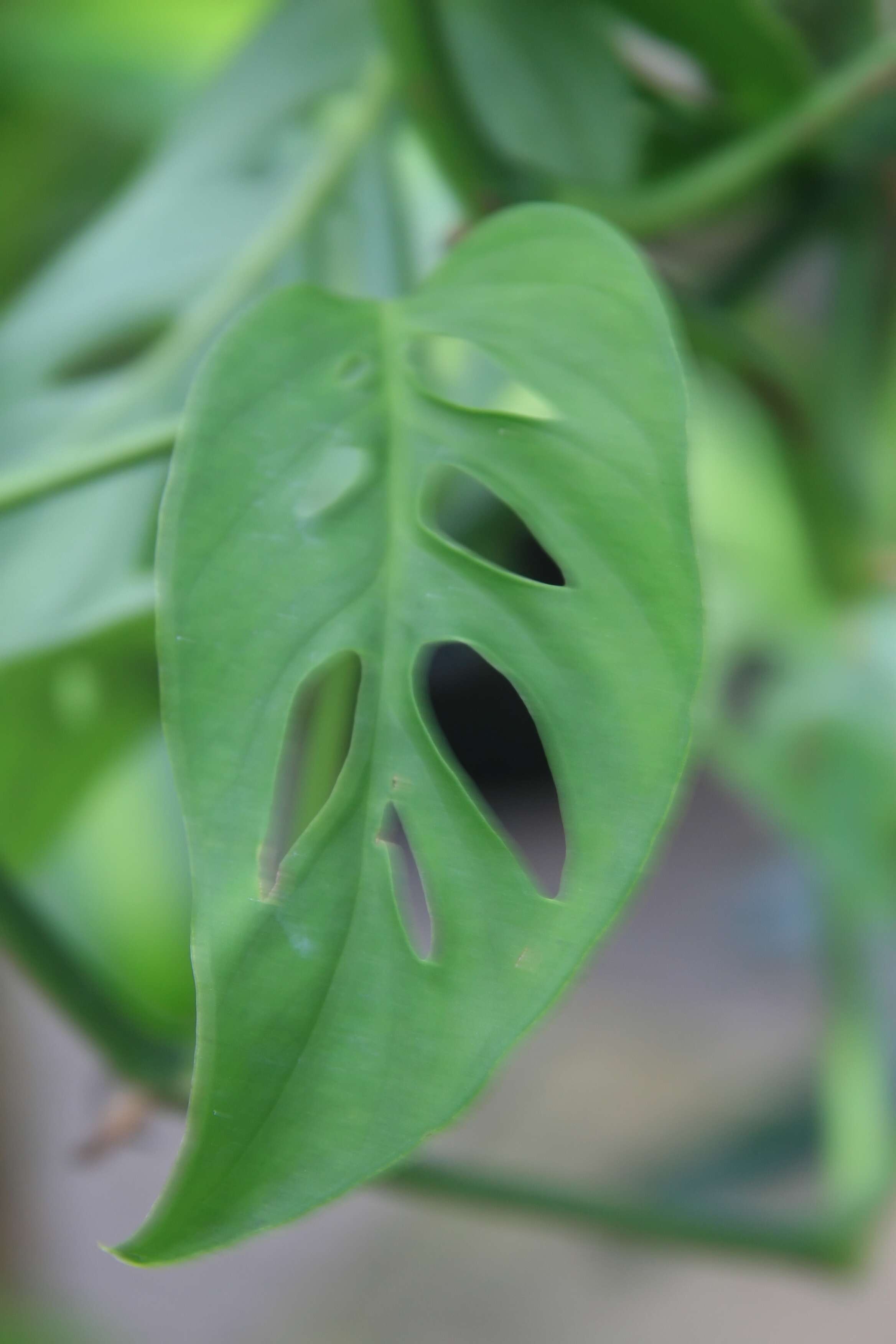 Image of Adanson's monstera