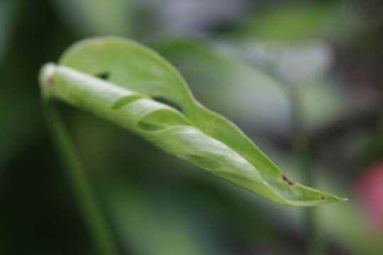 Image of Adanson's monstera