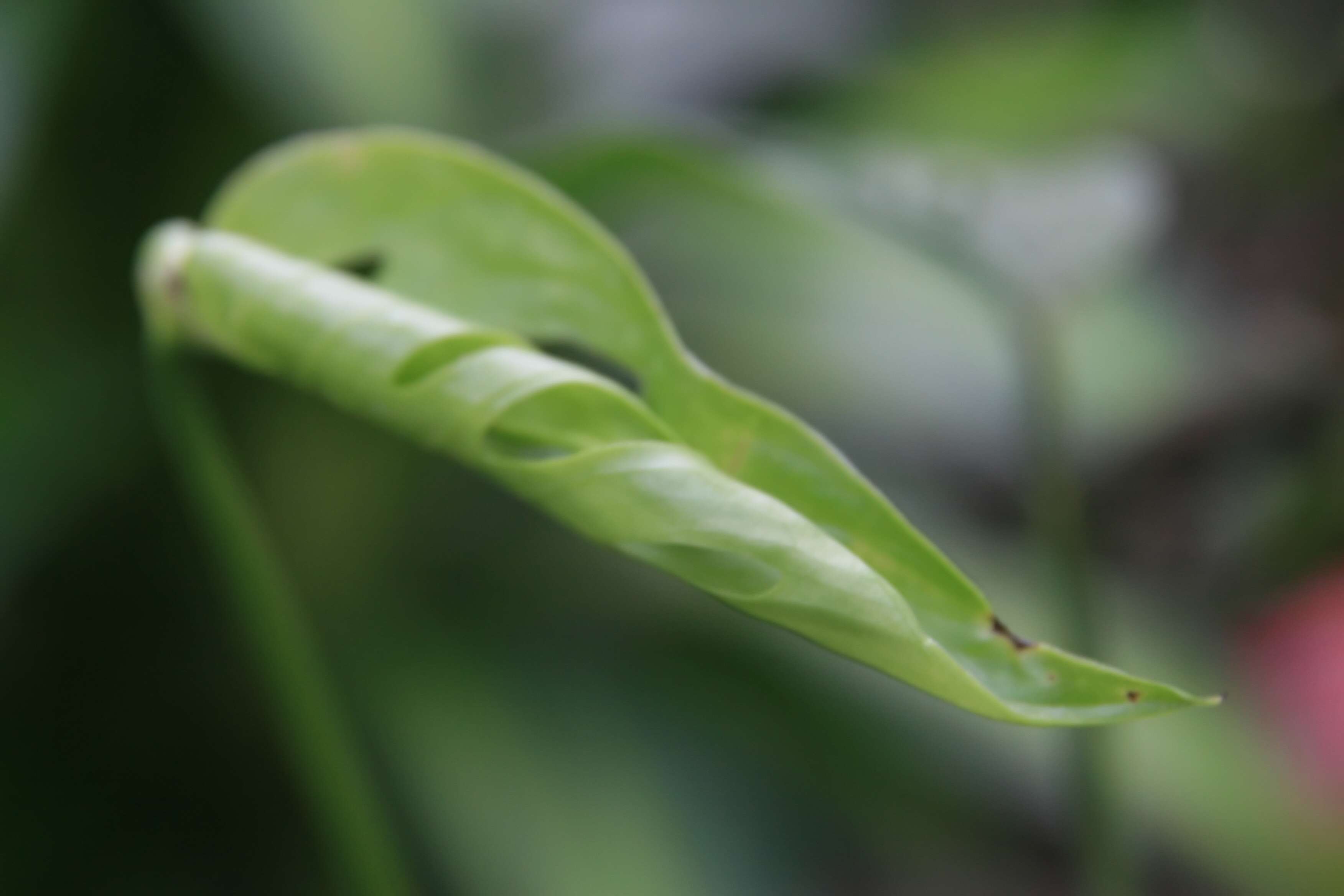 Monstera adansonii Schott resmi