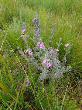 Image of Sopubia cana var. cana