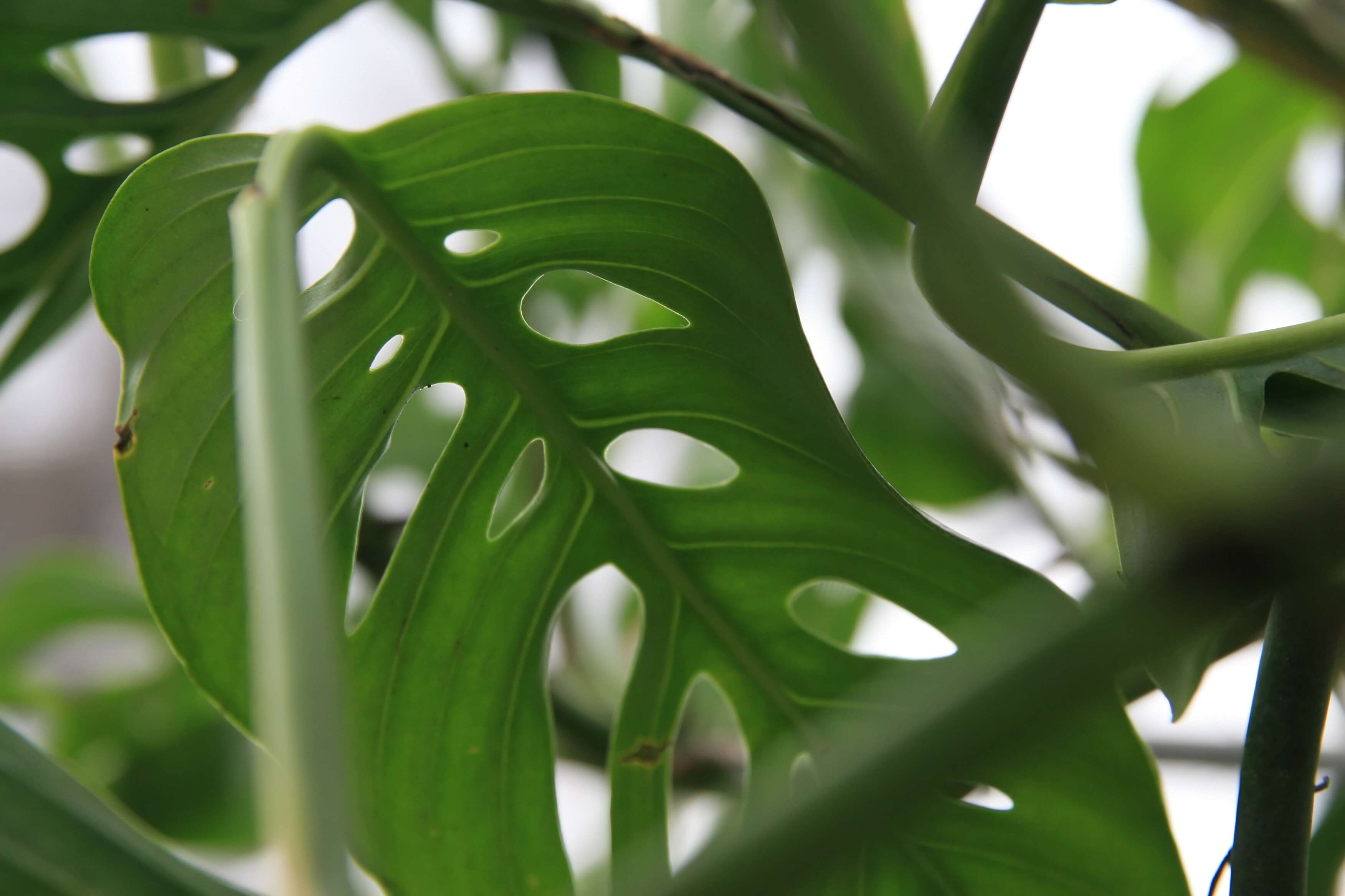 Monstera adansonii Schott resmi