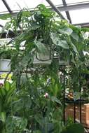 Monstera adansonii Schott resmi