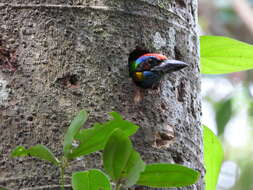 Image of Red-crowned Barbet