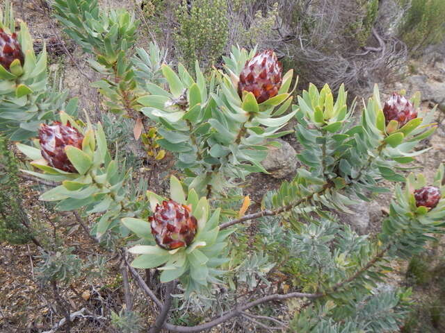 Image of Yellow bush