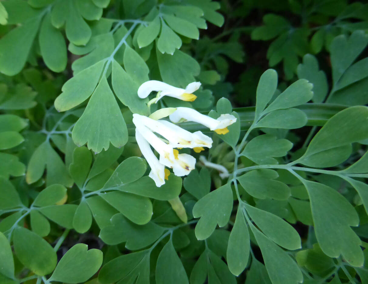 Image of pale corydalis