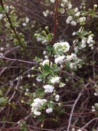 Image of bridalwreath spirea