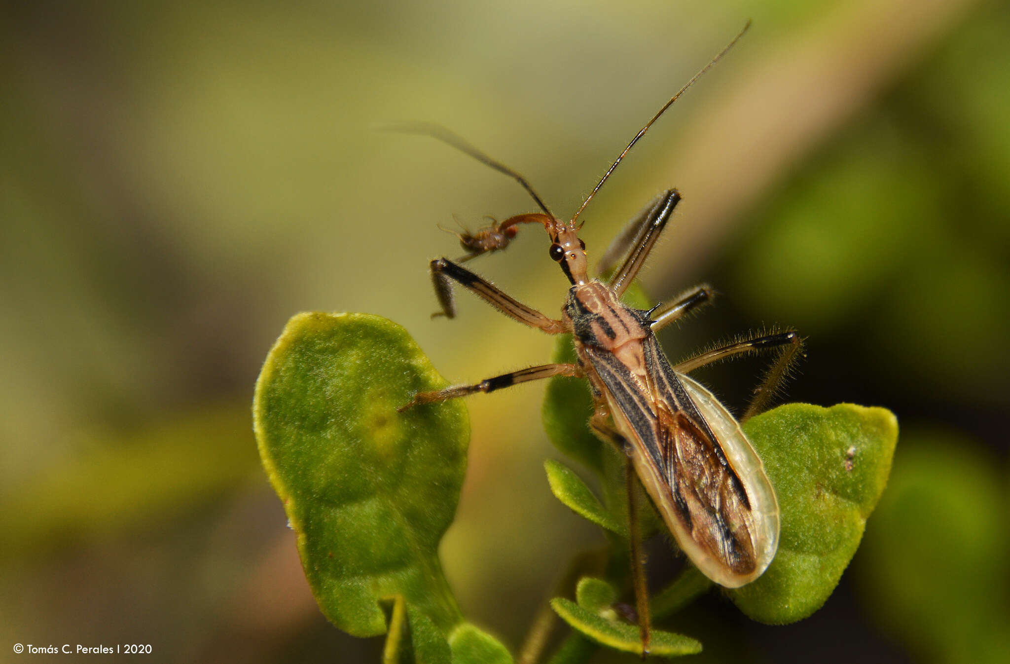 صورة Repipta argentinensis Martin-Park & Coscarón ex Martin-Park et al. 2012