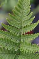 Image de Dryopteris erythrosora (D. C. Eat.) O. Kuntze