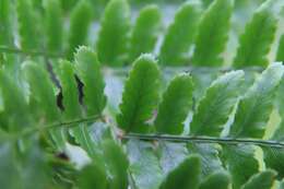 Image of Autumn fern