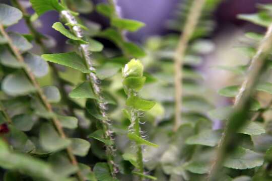 Image of narrow swordfern