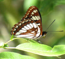 Image of Limenitis lorquini burrisoni Maynard 1891