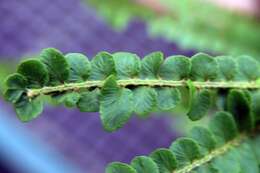 Image of narrow swordfern