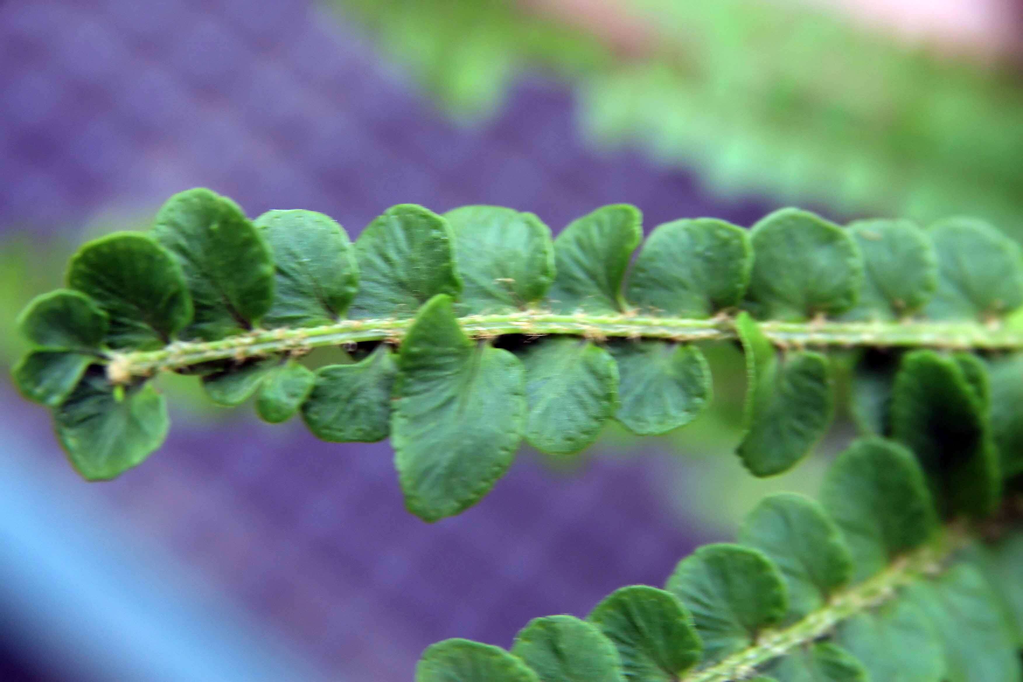 Слика од Nephrolepis cordifolia (L.) C. Presl