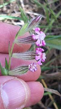 Image de Silene bellidifolia Jacq.