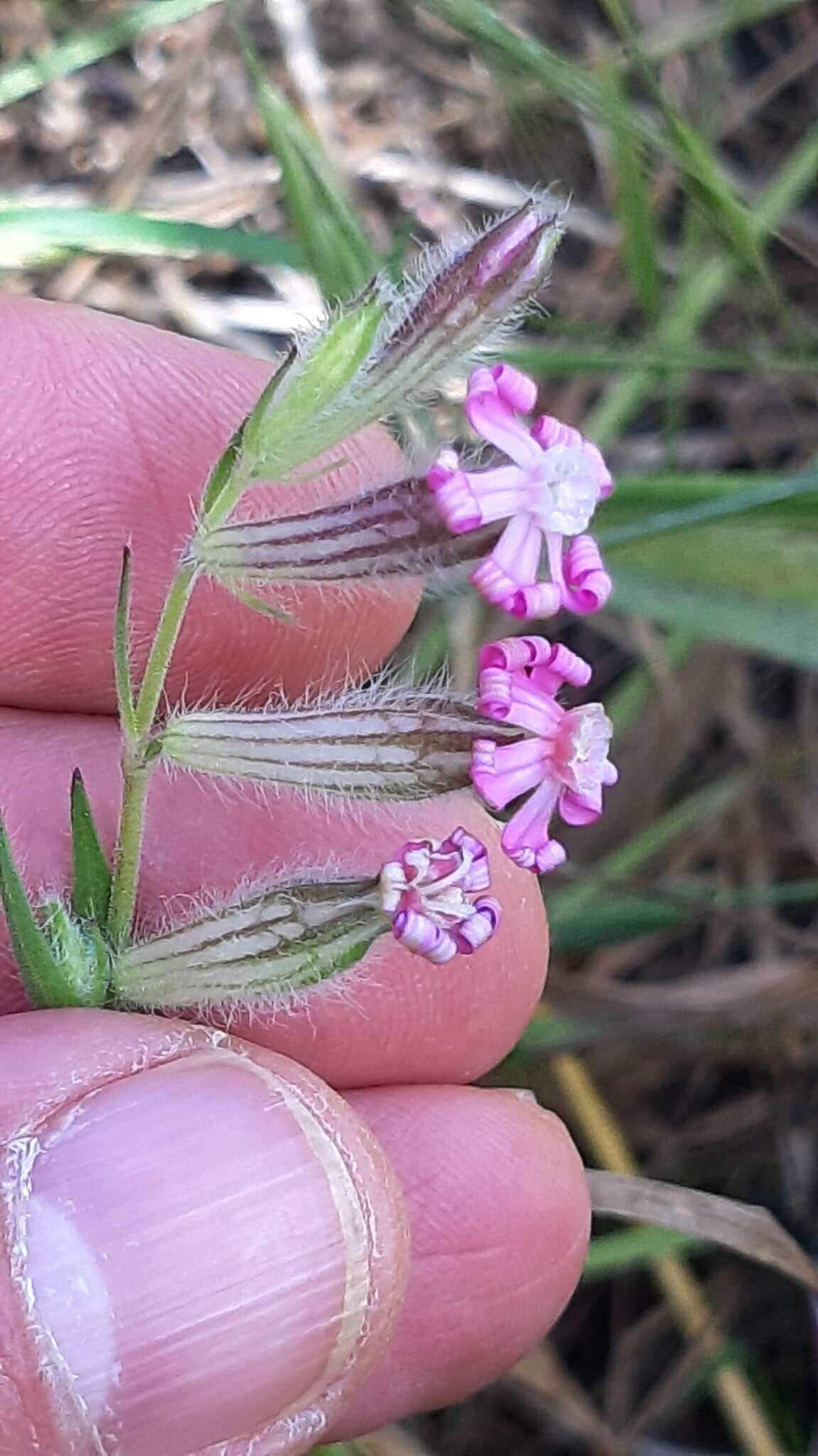 Silene bellidifolia Jacq.的圖片