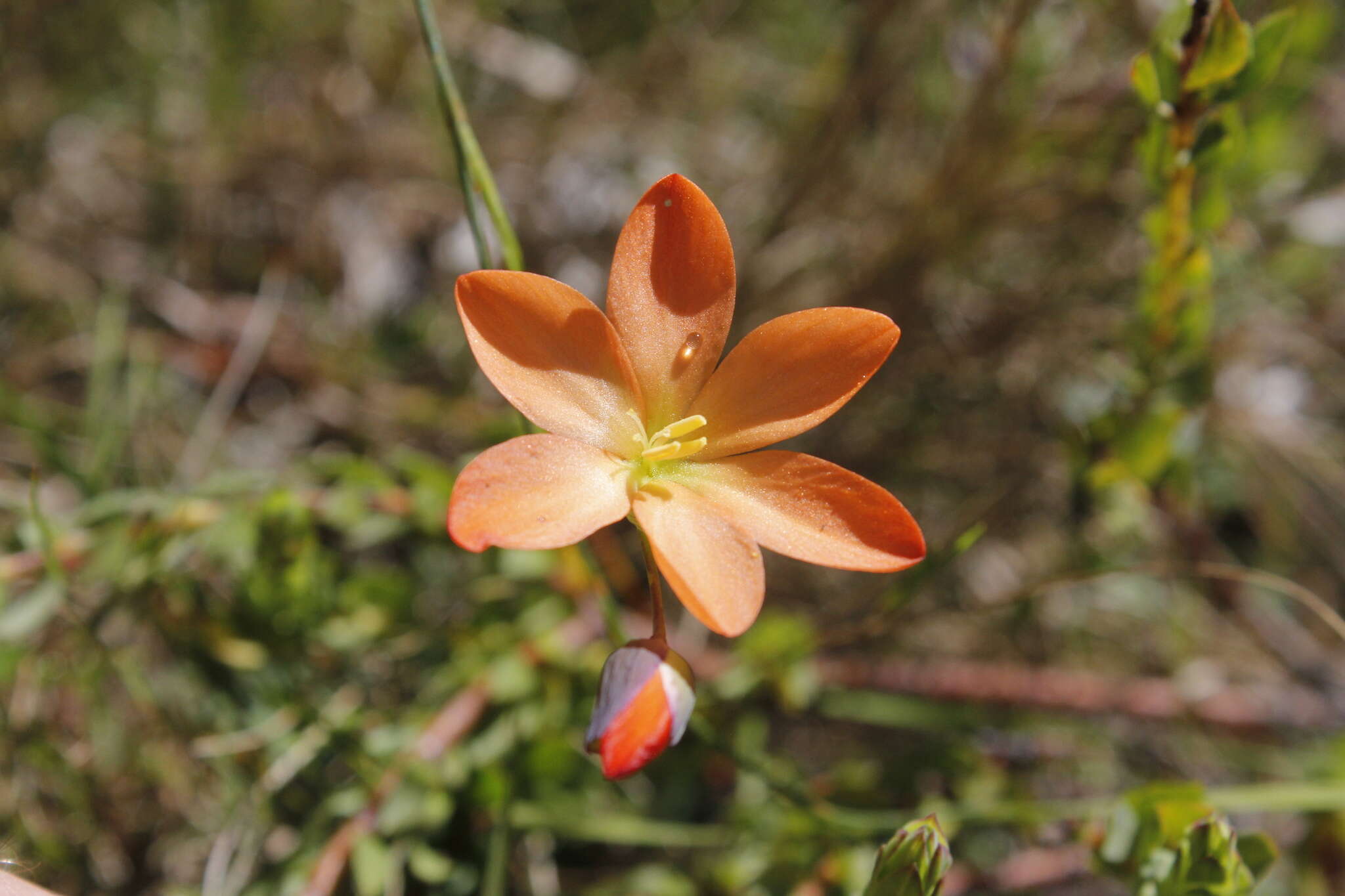 Image de Gladiolus brevitubus G. J. Lewis