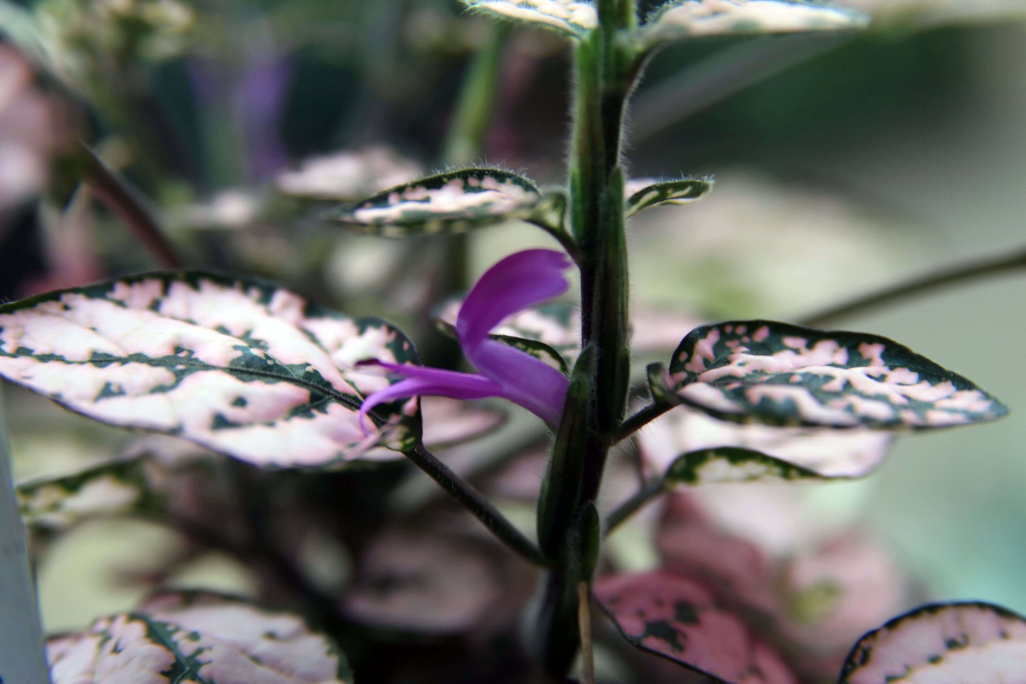 Hypoestes phyllostachya Baker resmi