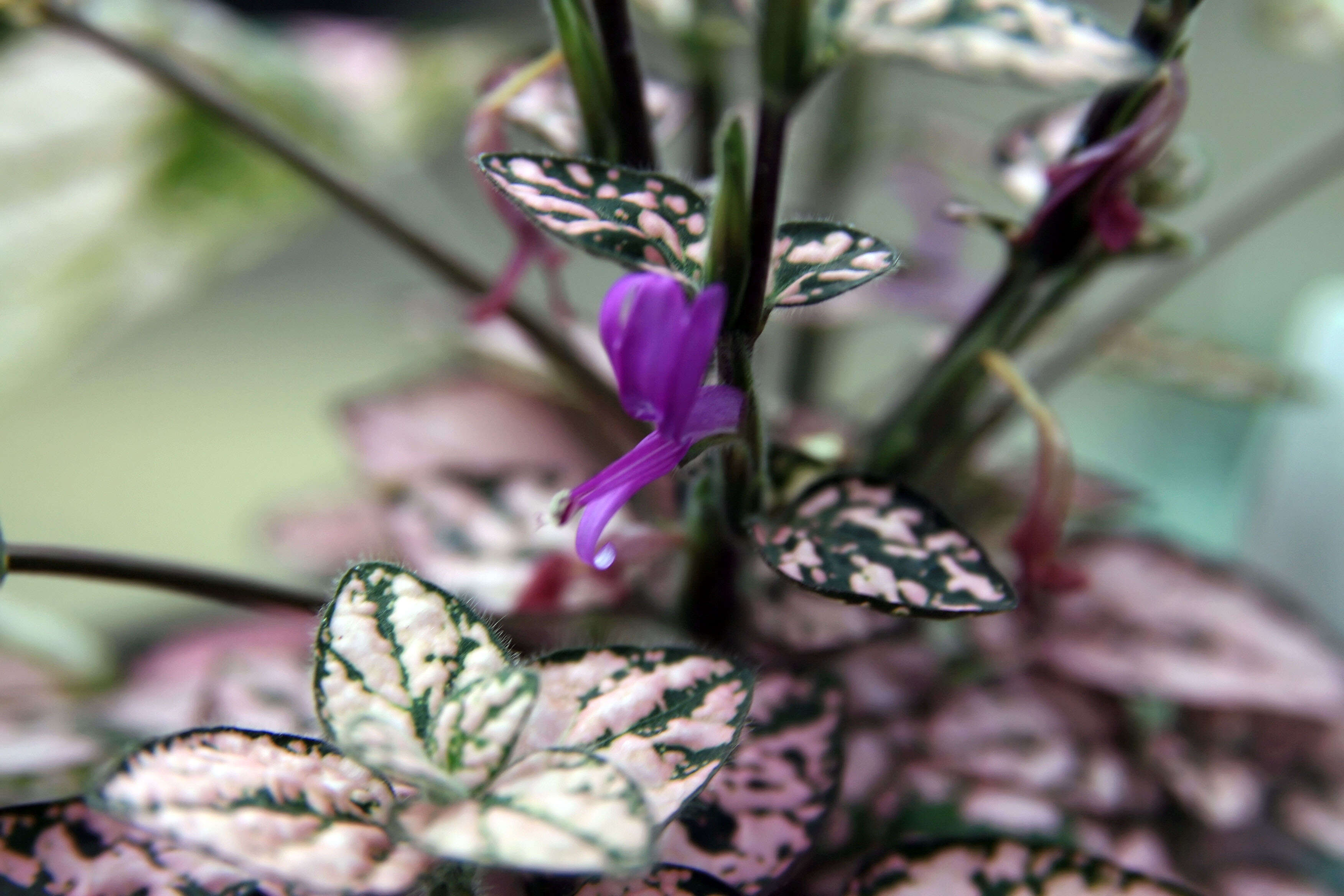 Hypoestes phyllostachya Baker resmi