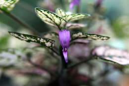 Hypoestes phyllostachya Baker resmi