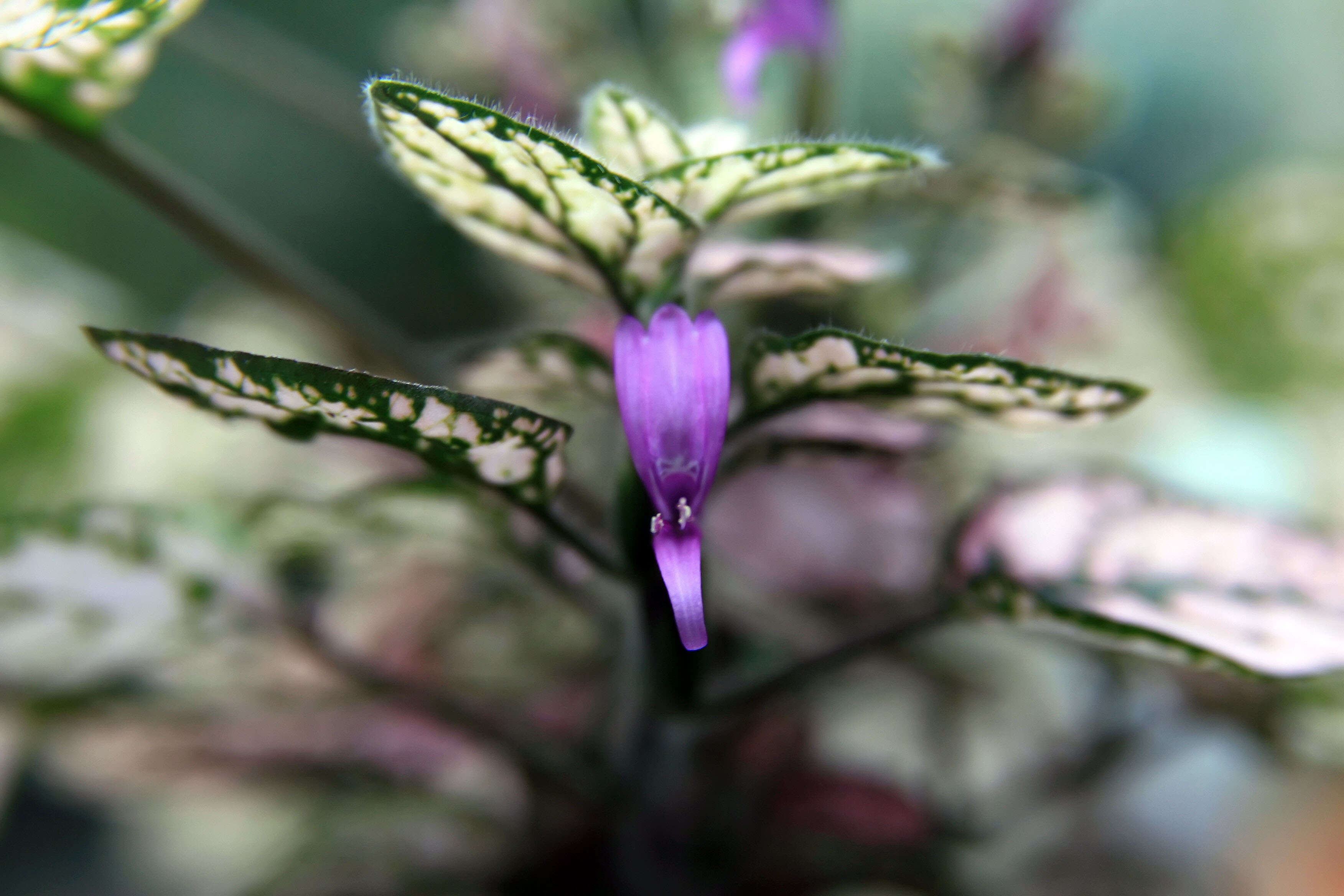 Hypoestes phyllostachya Baker resmi