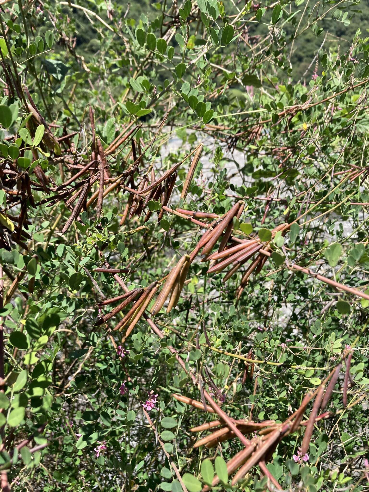 Image de Indigofera pseudotinctoria Matsum.